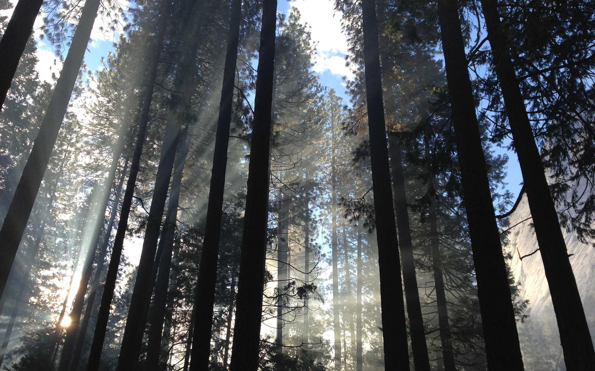 Shafts of light cutting through a dark forest